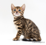  Bengal Zucht Berlin